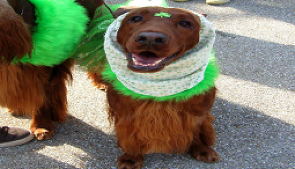 316 St Pattys Day Post Pic