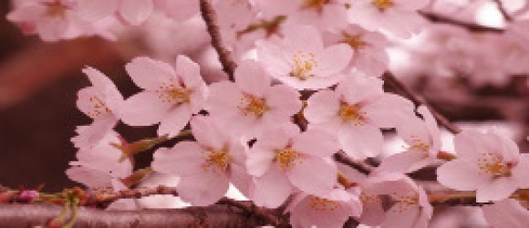 Blog Posts