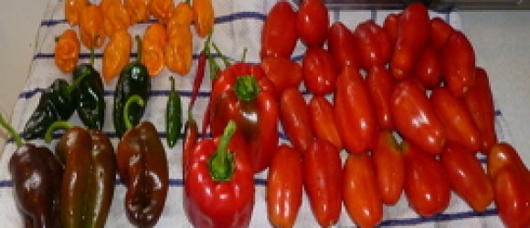 fresh produce