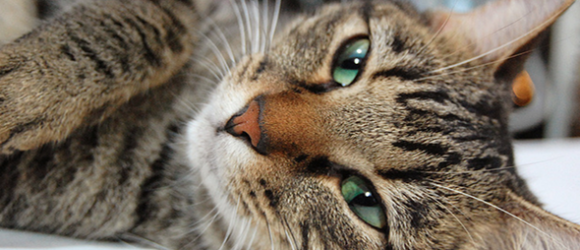 419 cat