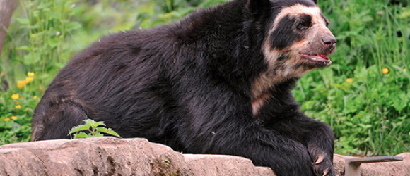 420 bear