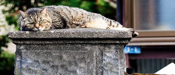 cat nap