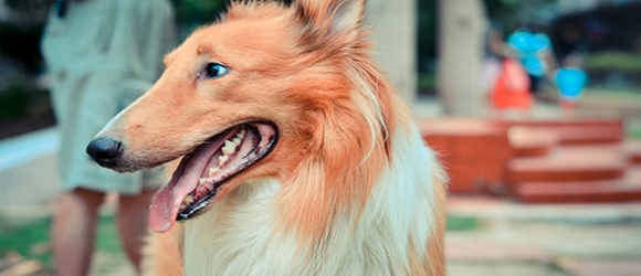 pretty dog