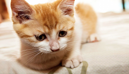 517 cat