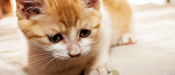 517 cat