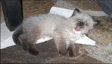 524 cat