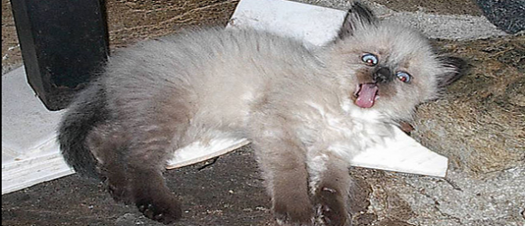 524 cat