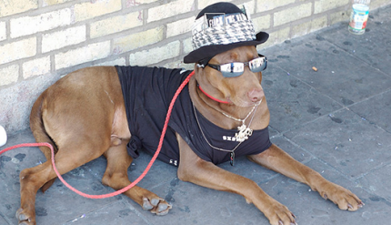 Cool Dog