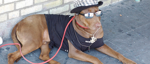 Cool Dog
