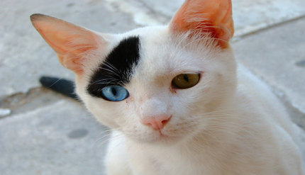 Odd eyed cat