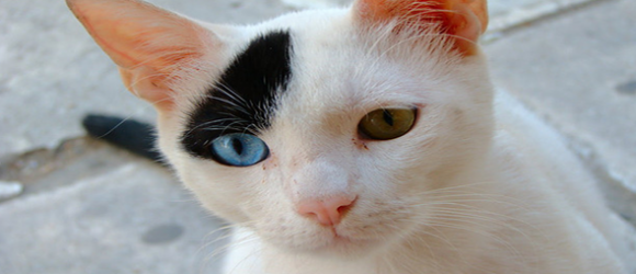Odd eyed cat