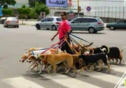 Do you love dogs? Dog walking jobs let you make money while helping furry friends. Here are the 9 best dog walking apps to use to make extra money.