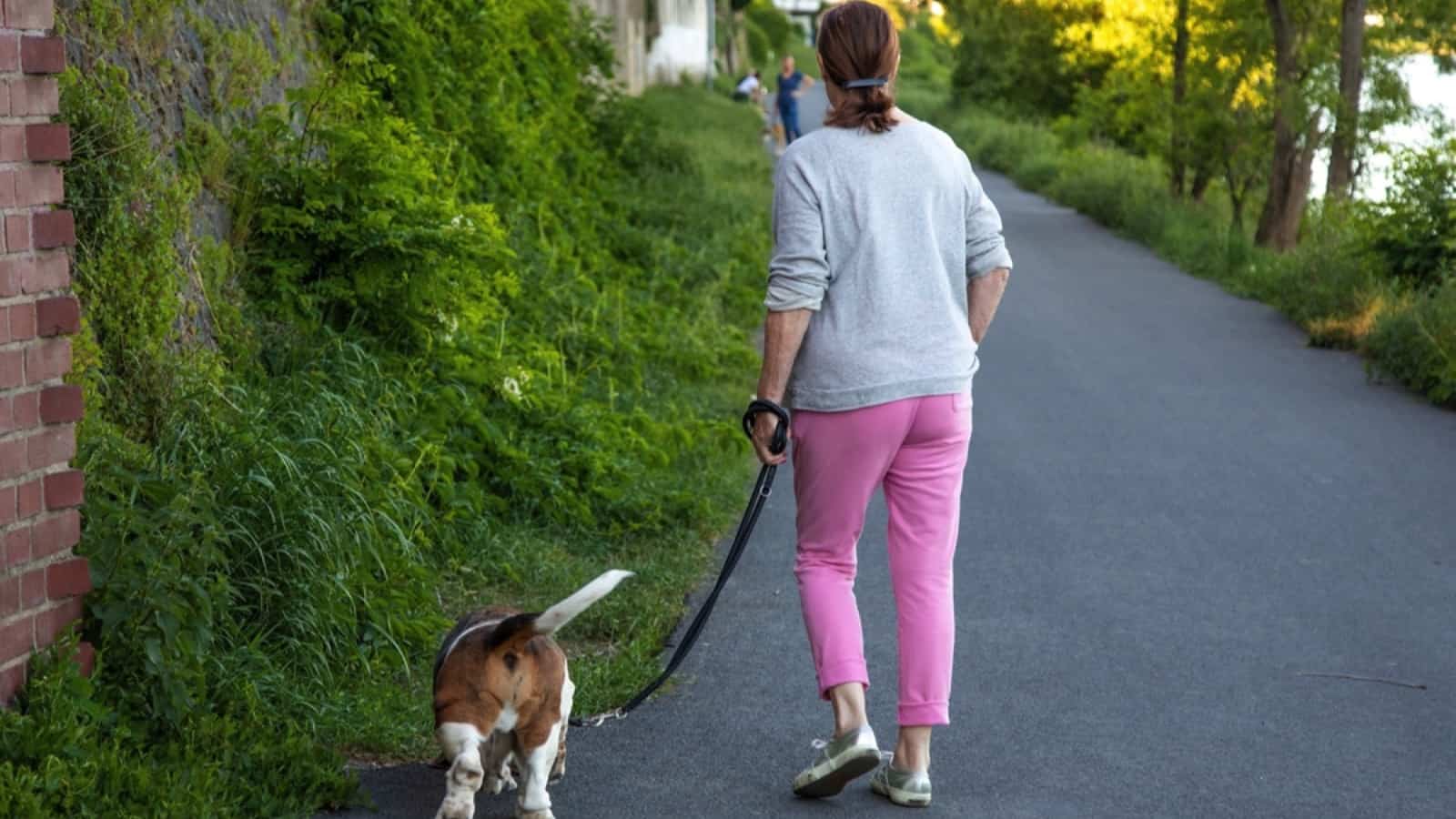 Going for walk with dog