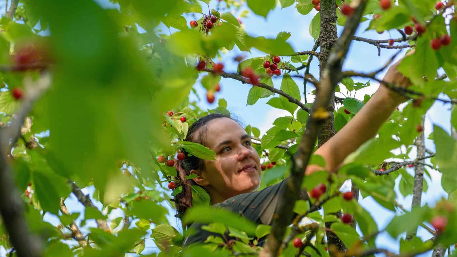 picking cherries