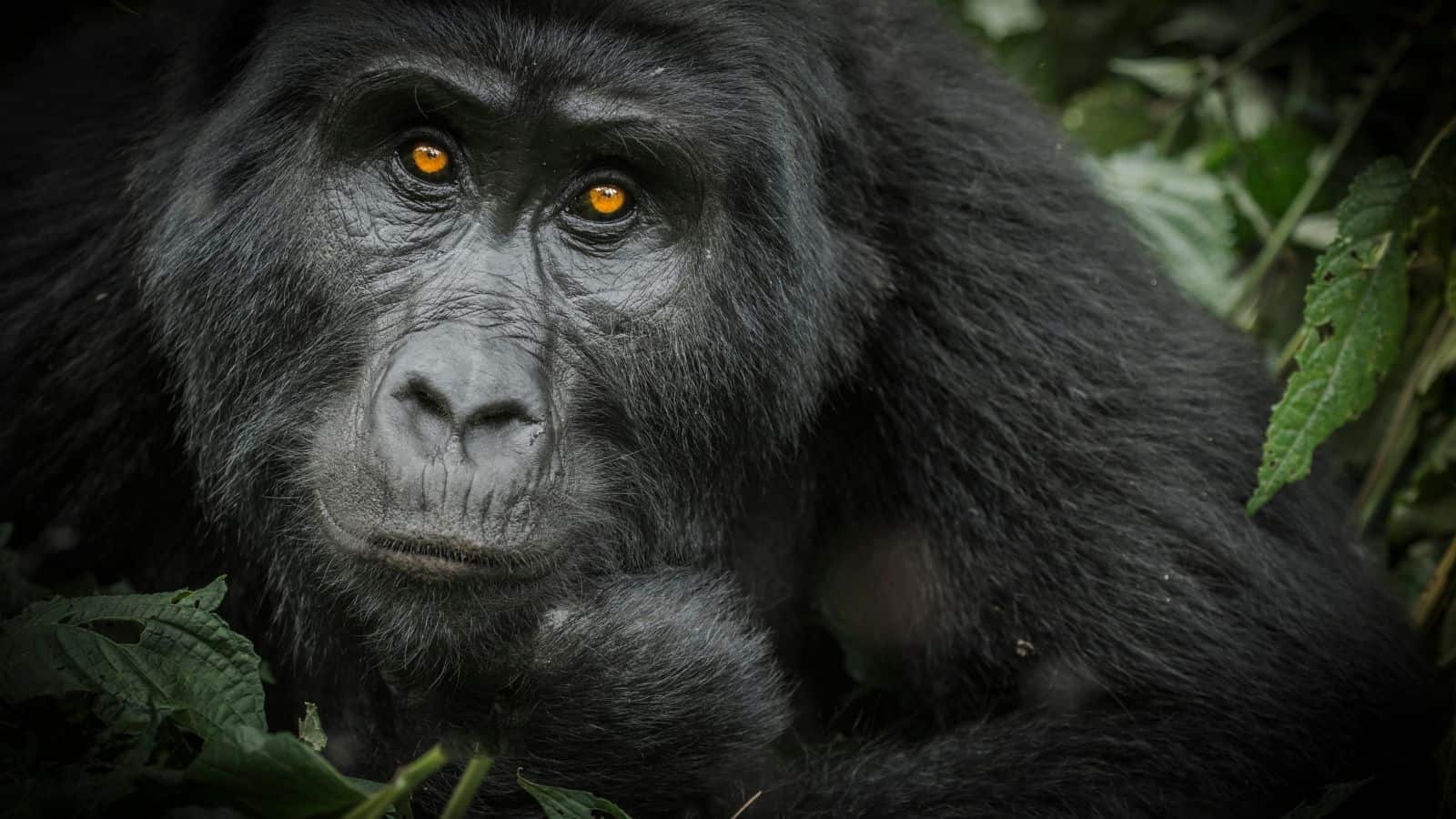 floresta impenetrável uganda
