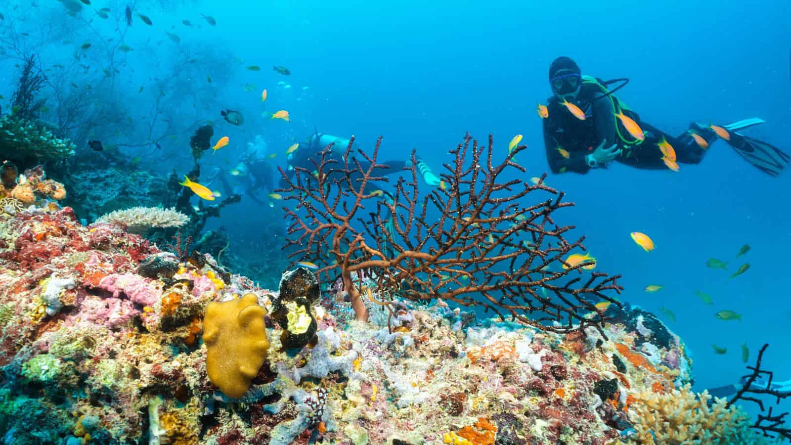 mergulho na grande barreira de corais austrália