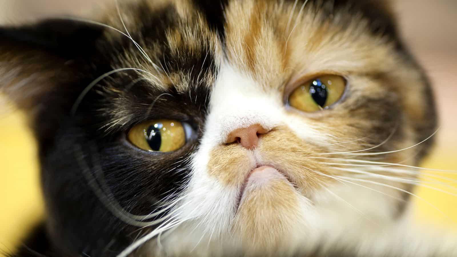 gato triste