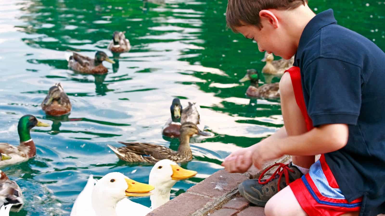 feeding ducks