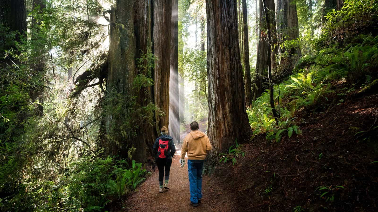 hiking in the redwoods