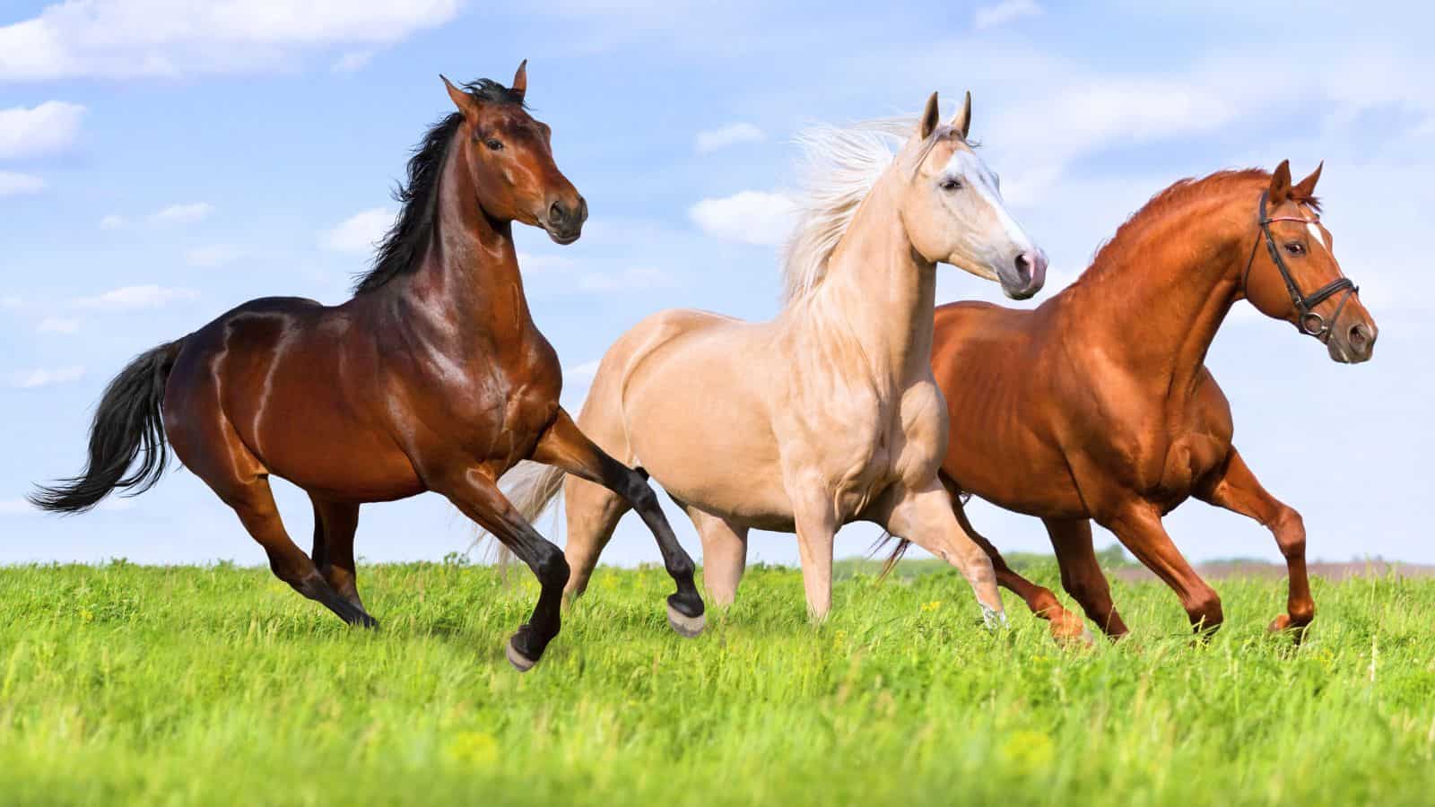 horses in the grass