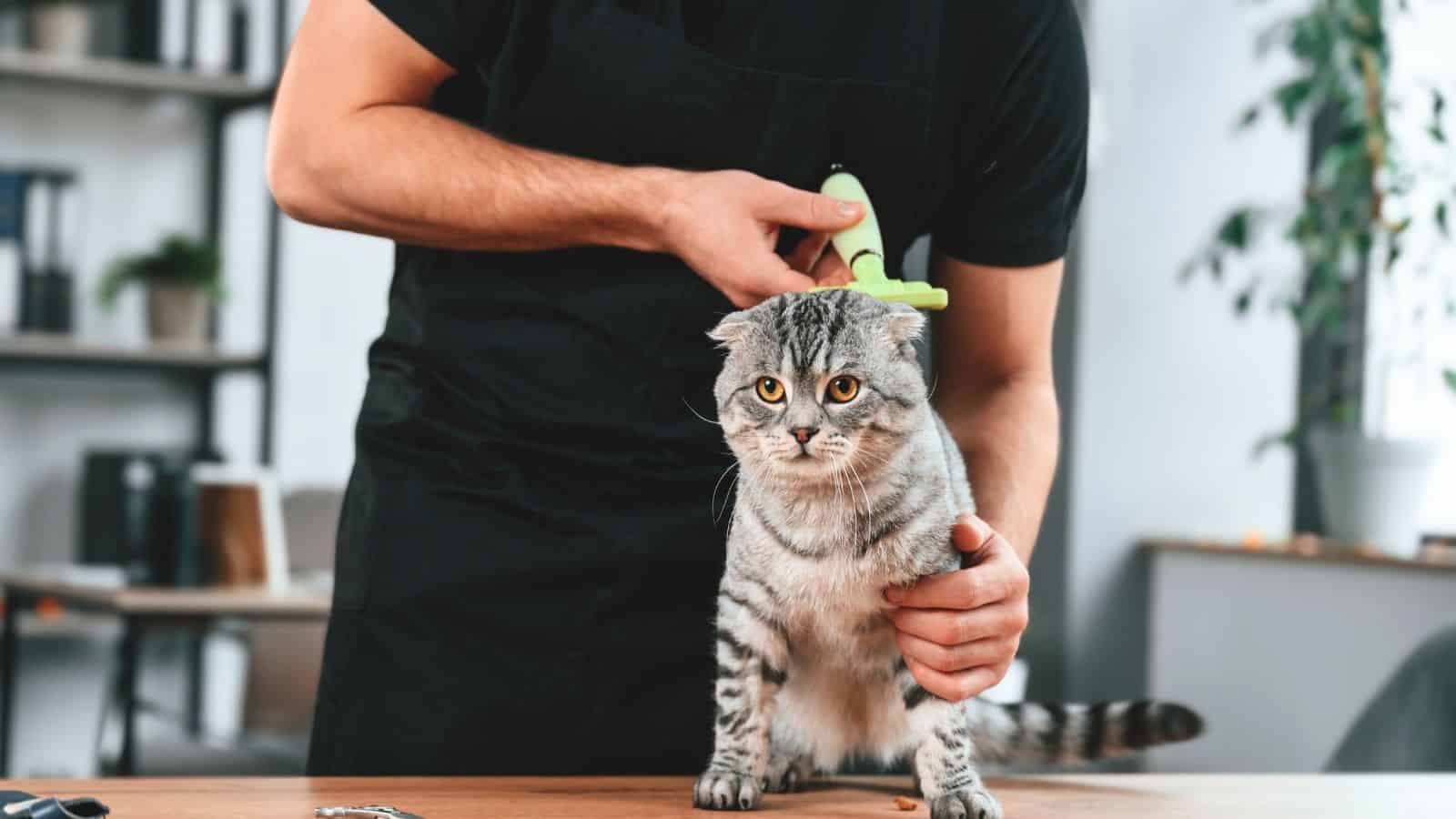 pet groomer