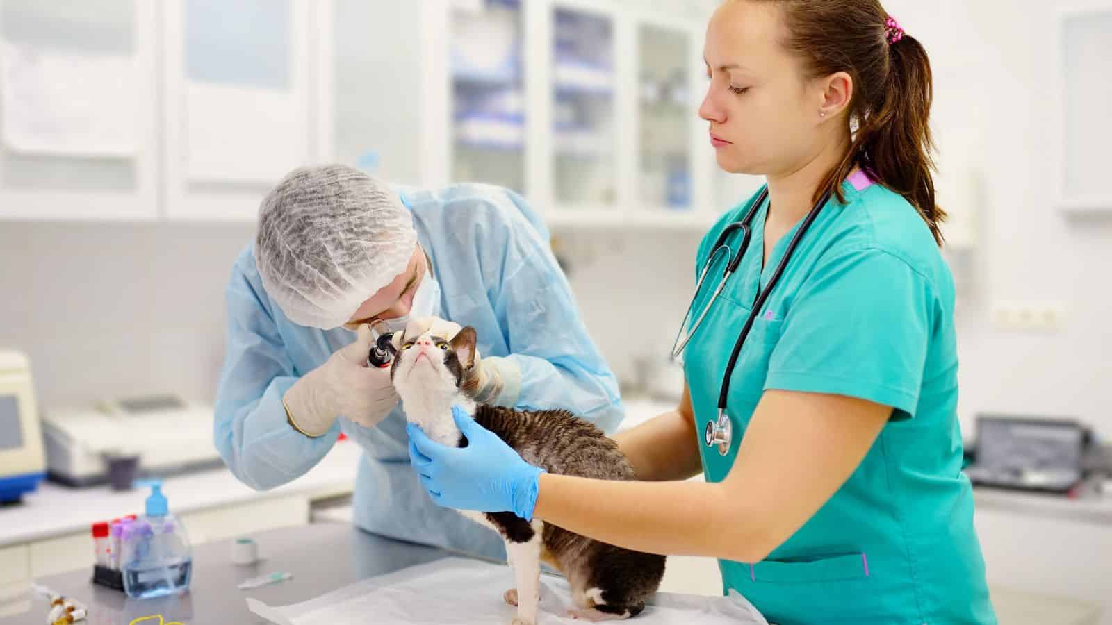 veterinary technician