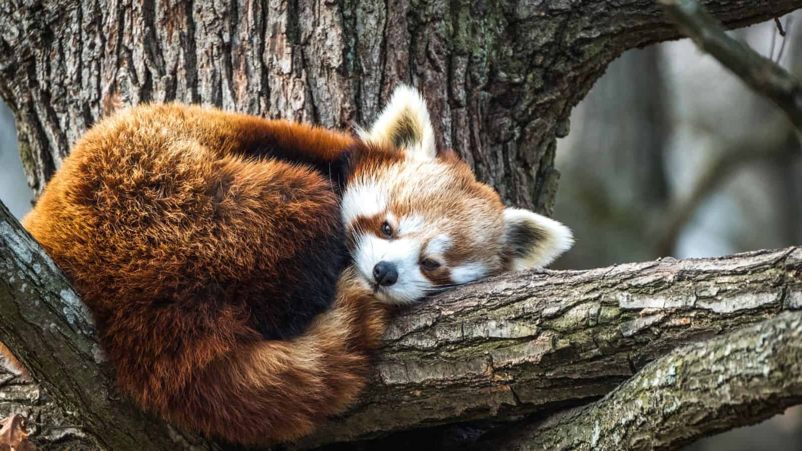 red panda
