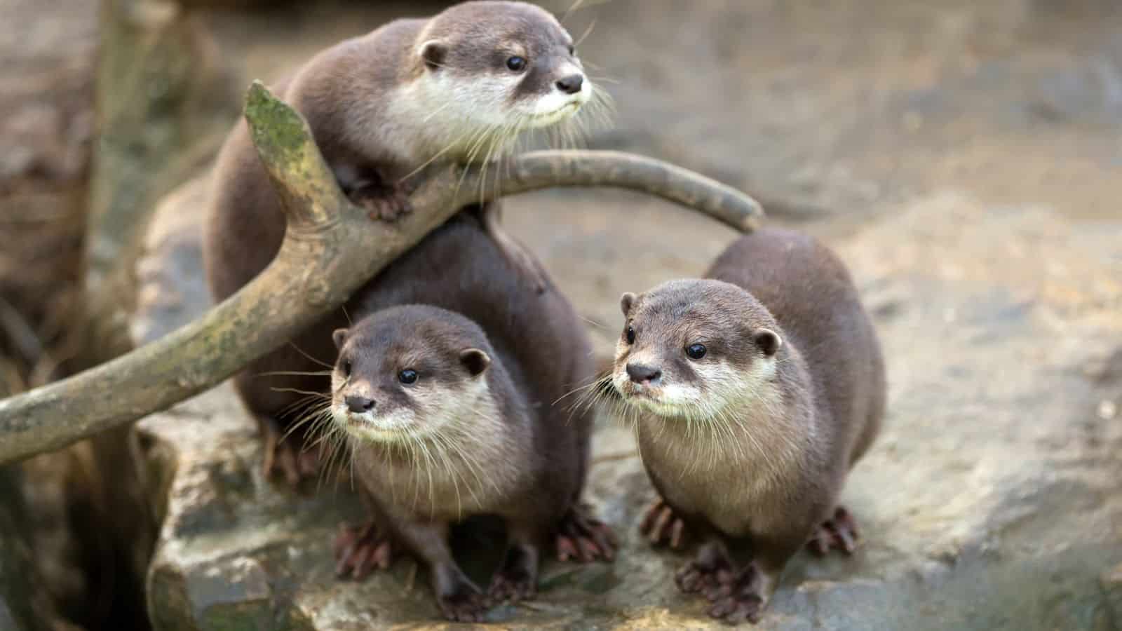 otter