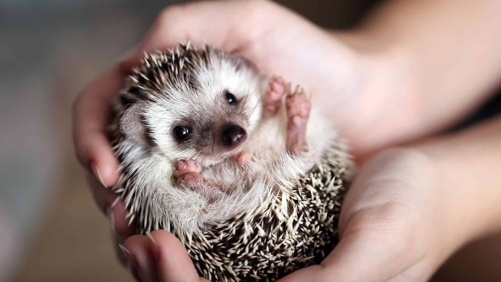 hedgehog
