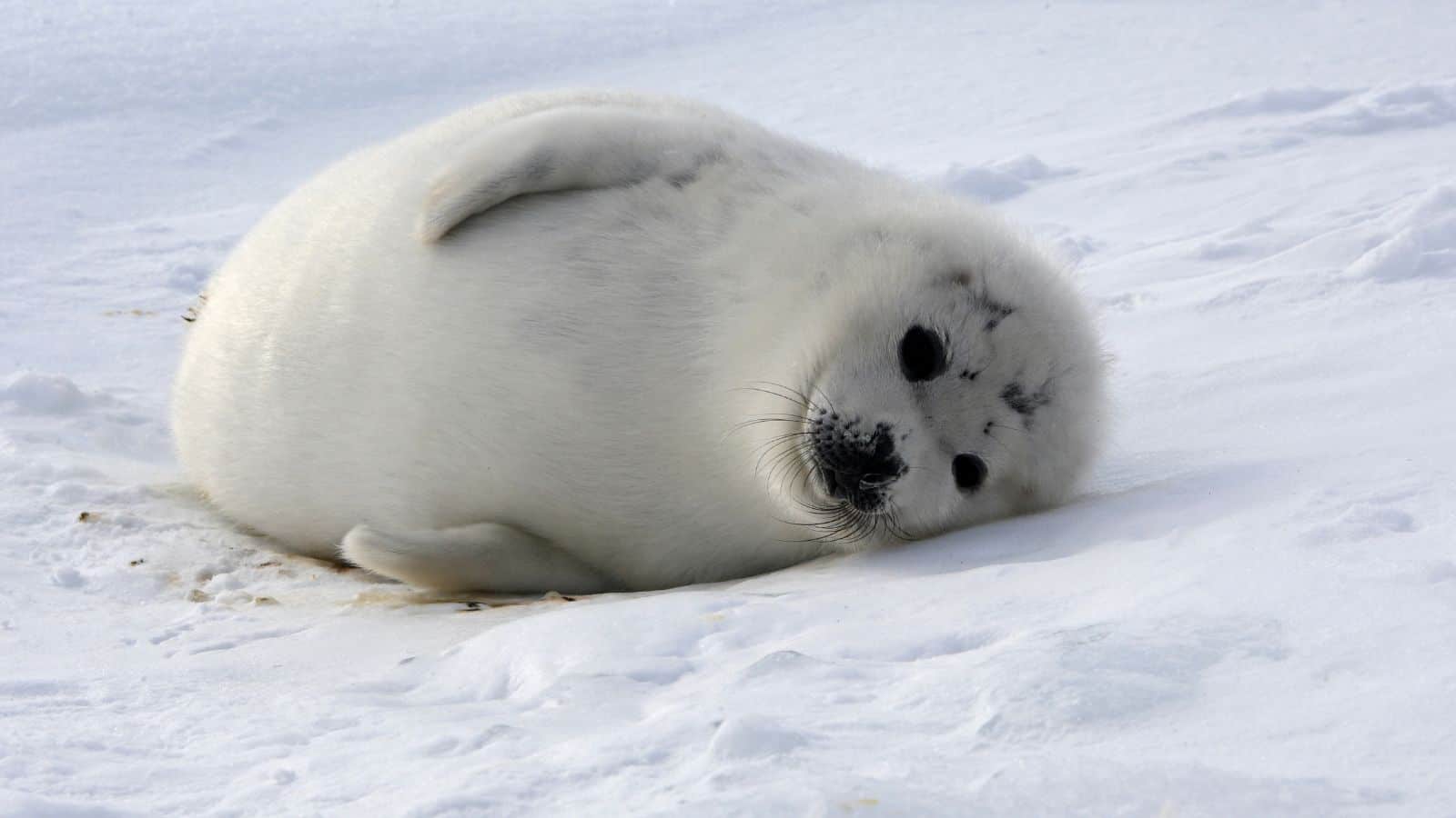 harp seal