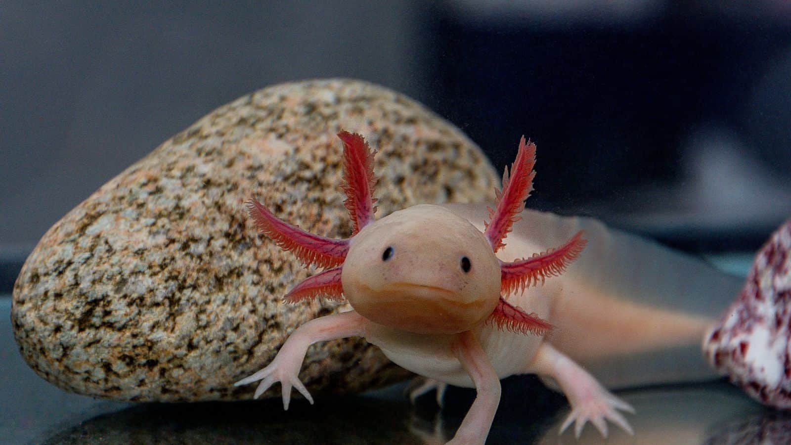 axolotl