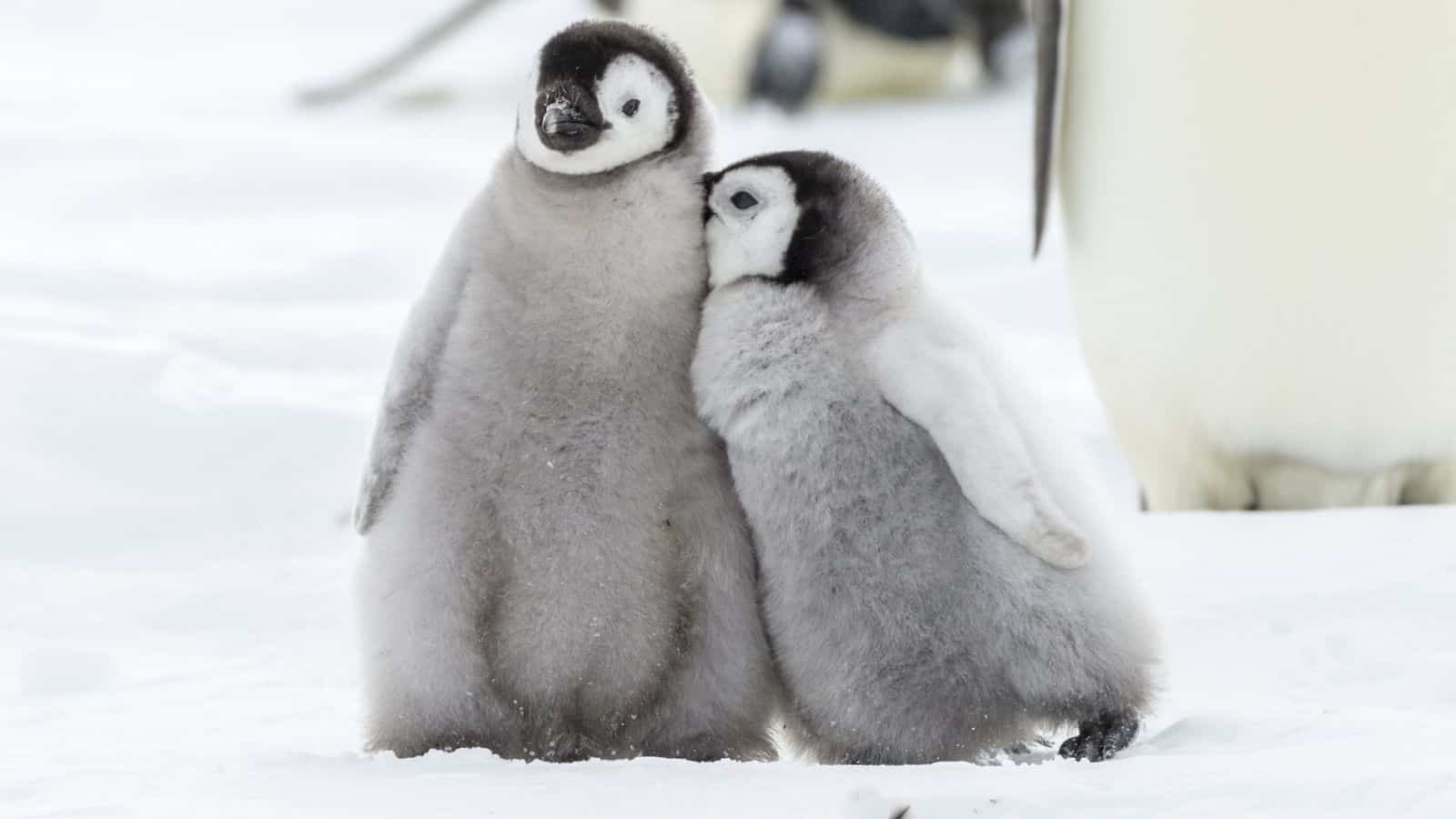 pengu