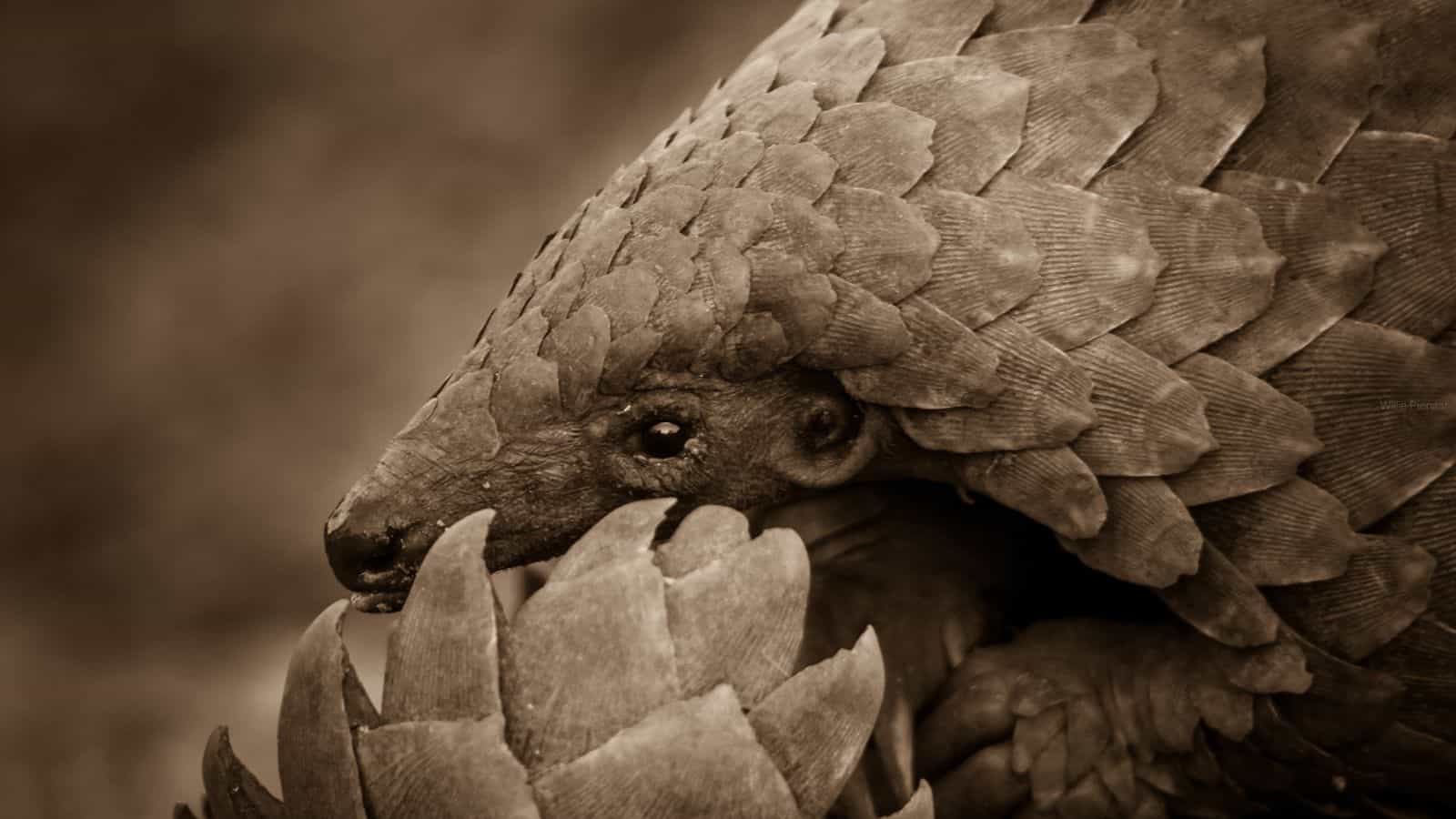 pangolin