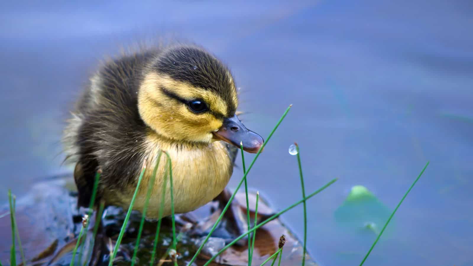 duckling